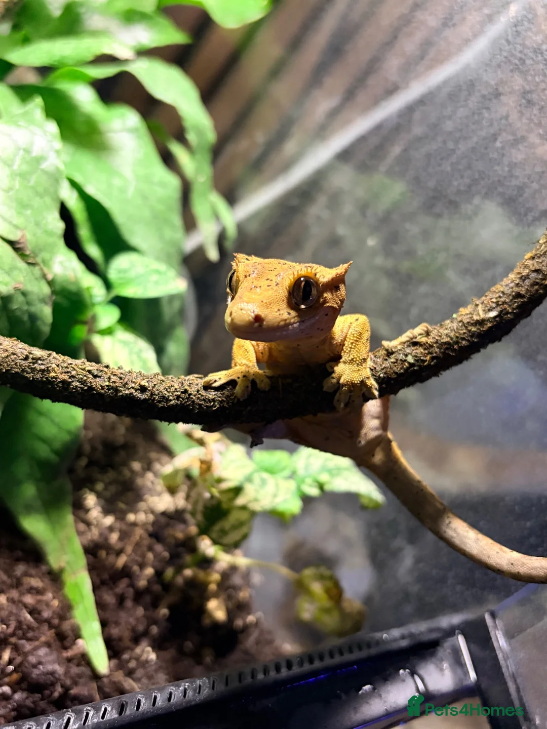 Gecko reptiles for sale: Crested geko and full set up - Advert 1