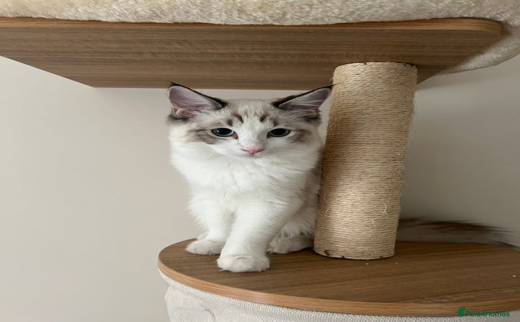 Ragdoll cats - Advert 14