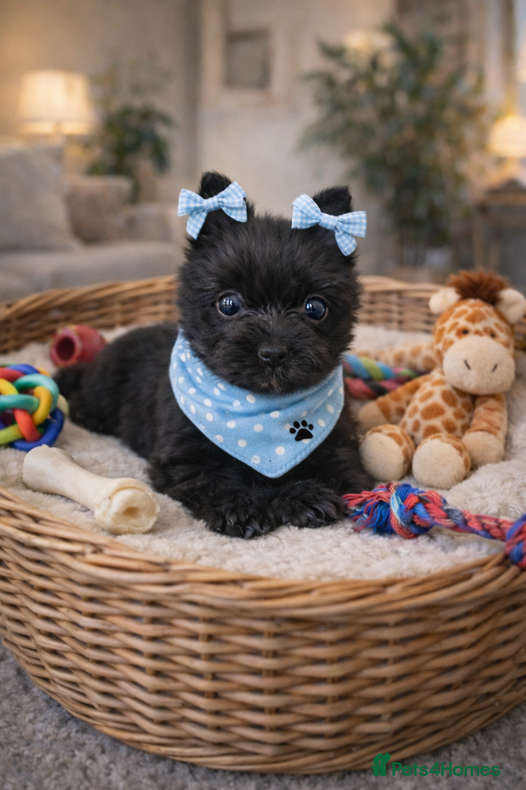 Yorkshire Terrier dogs for sale: Yorkshire Terrier  - Advert 1