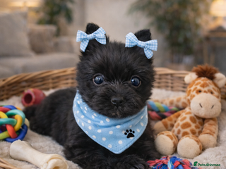 Yorkshire Terrier dogs Yorkshire Terrier - Advert 6