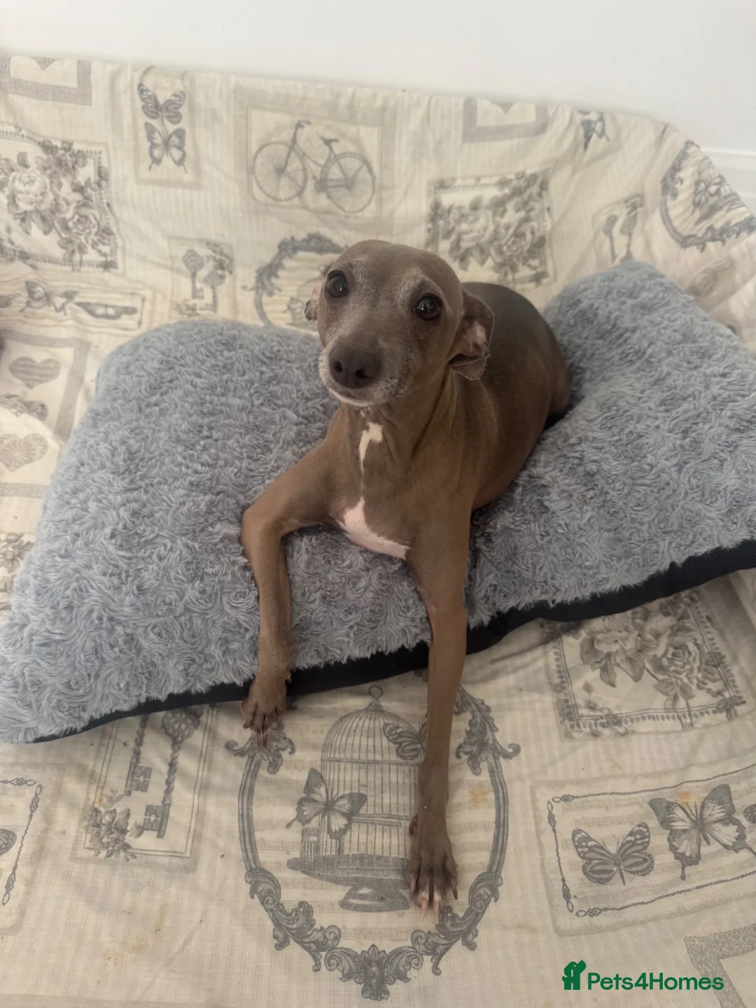 Italian Greyhound dogs for sale: Full Italian greyhound pup **one male Left*** - Advert 3