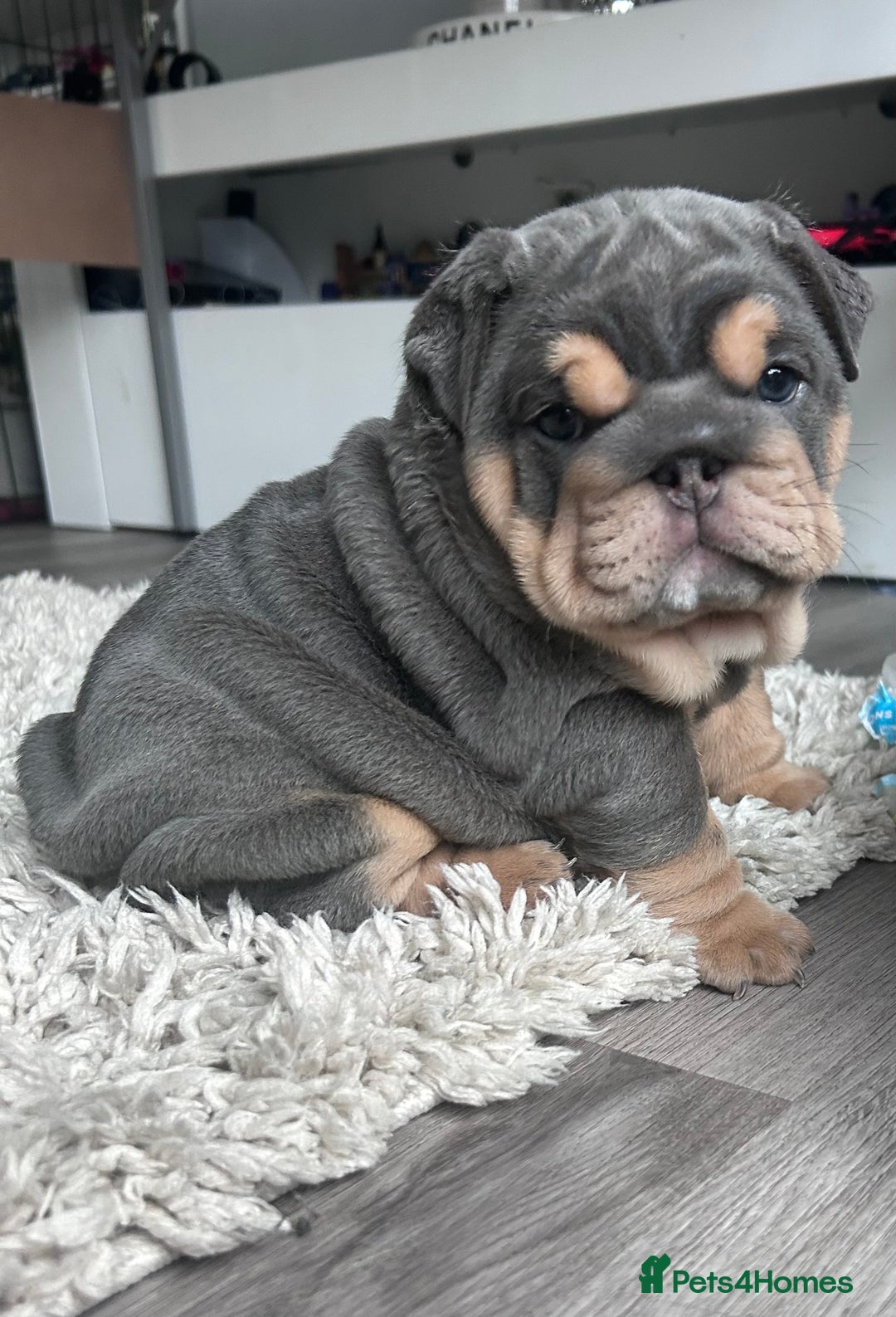 English Bulldog dogs for sale: Gorgeous Puppy Bulldogs for sale - Advert 6