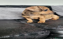 Dachshund dogs for sale: Mini dachshund puppy for sale! - Advert 1