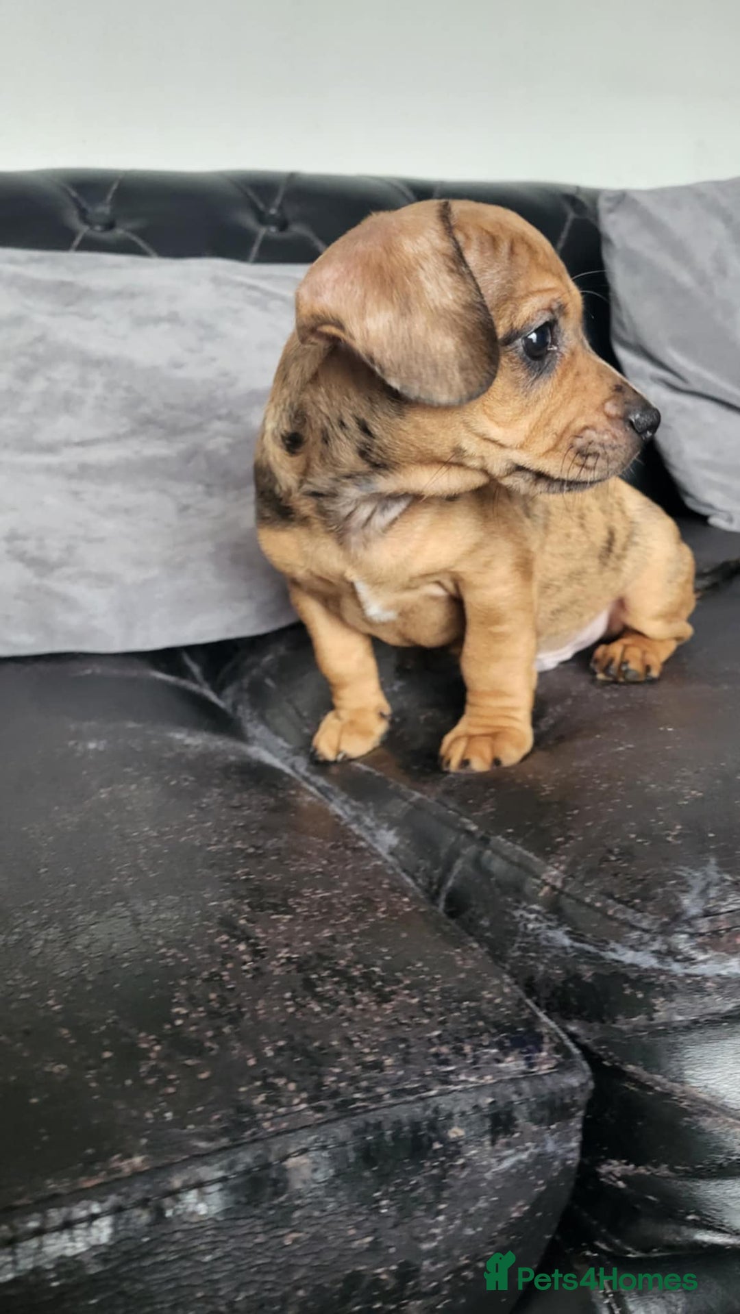 Dachshund dogs for sale: Mini dachshund puppy for sale! - Advert 1
