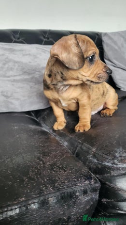 Dachshund dogs - Advert 3