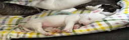 Bull Terrier dogs for sale: Standard Bull terrier pups - Advert 8
