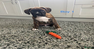 Boxer dogs - Advert 16