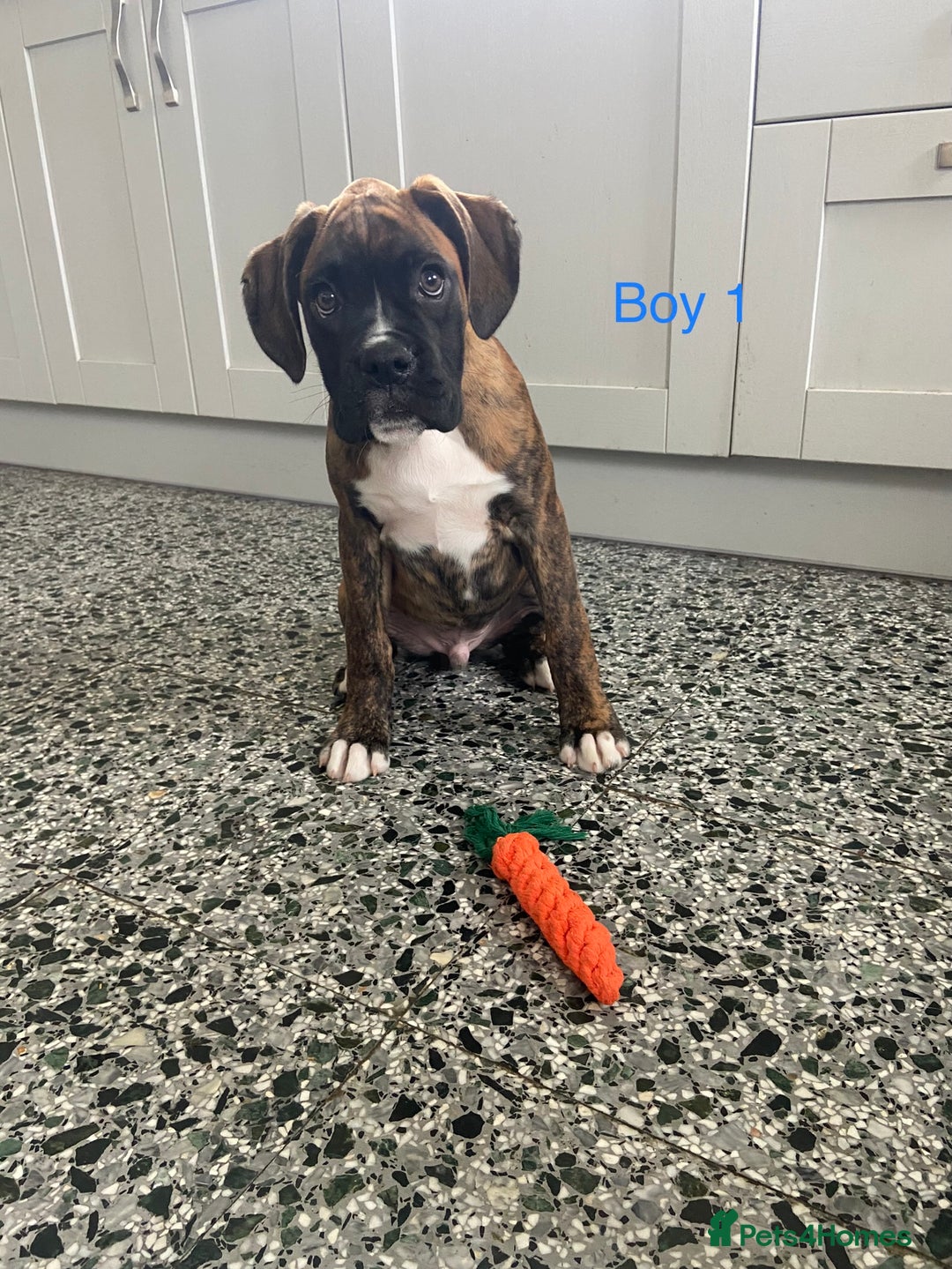 Boxer dogs for sale: KC Registered Boxer puppies  - Image 2