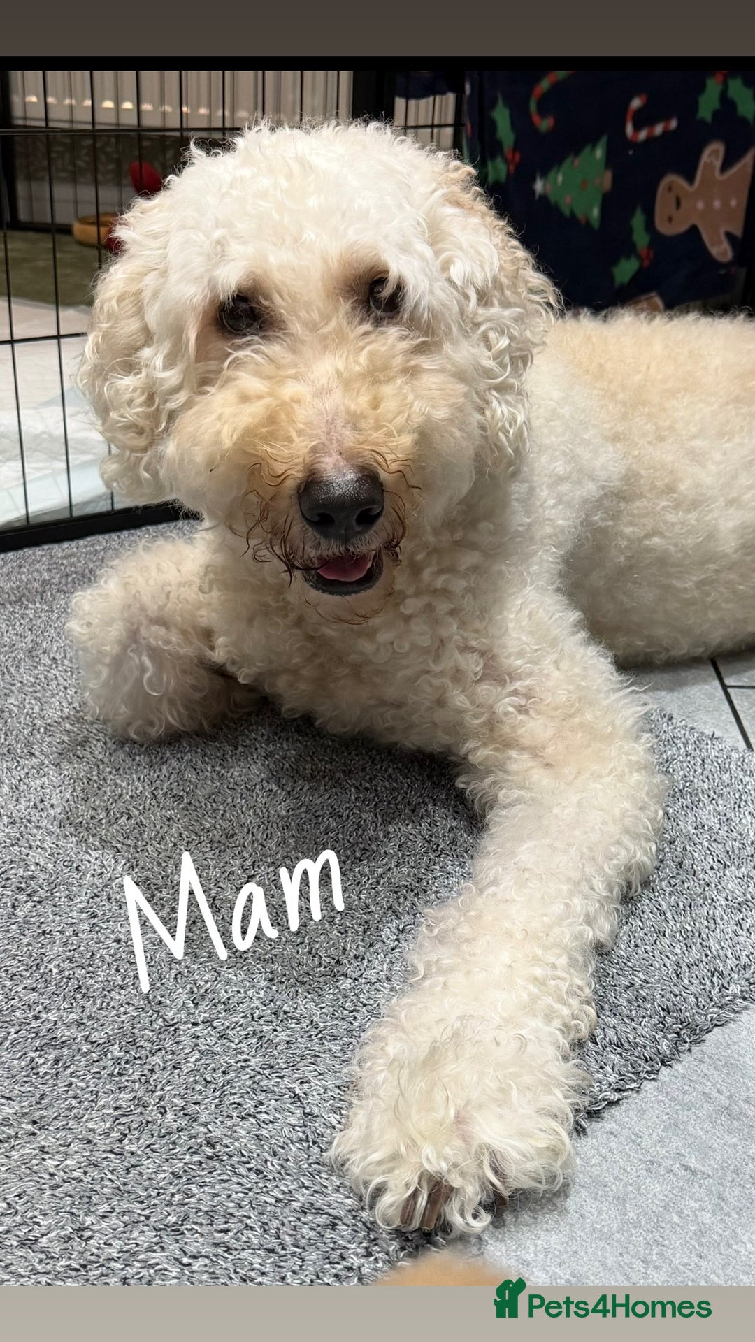 Mixed Breed dogs for sale: Stunning litter of Golden Bernadoodles - Advert 4