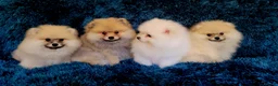 Pomeranian dogs for sale: Stunning KC Pomeranian Puppies for sale - Advert 2