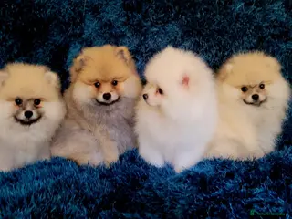 Pomeranian dogs Stunning KC Pomeranian Puppies for sale - Advert 4