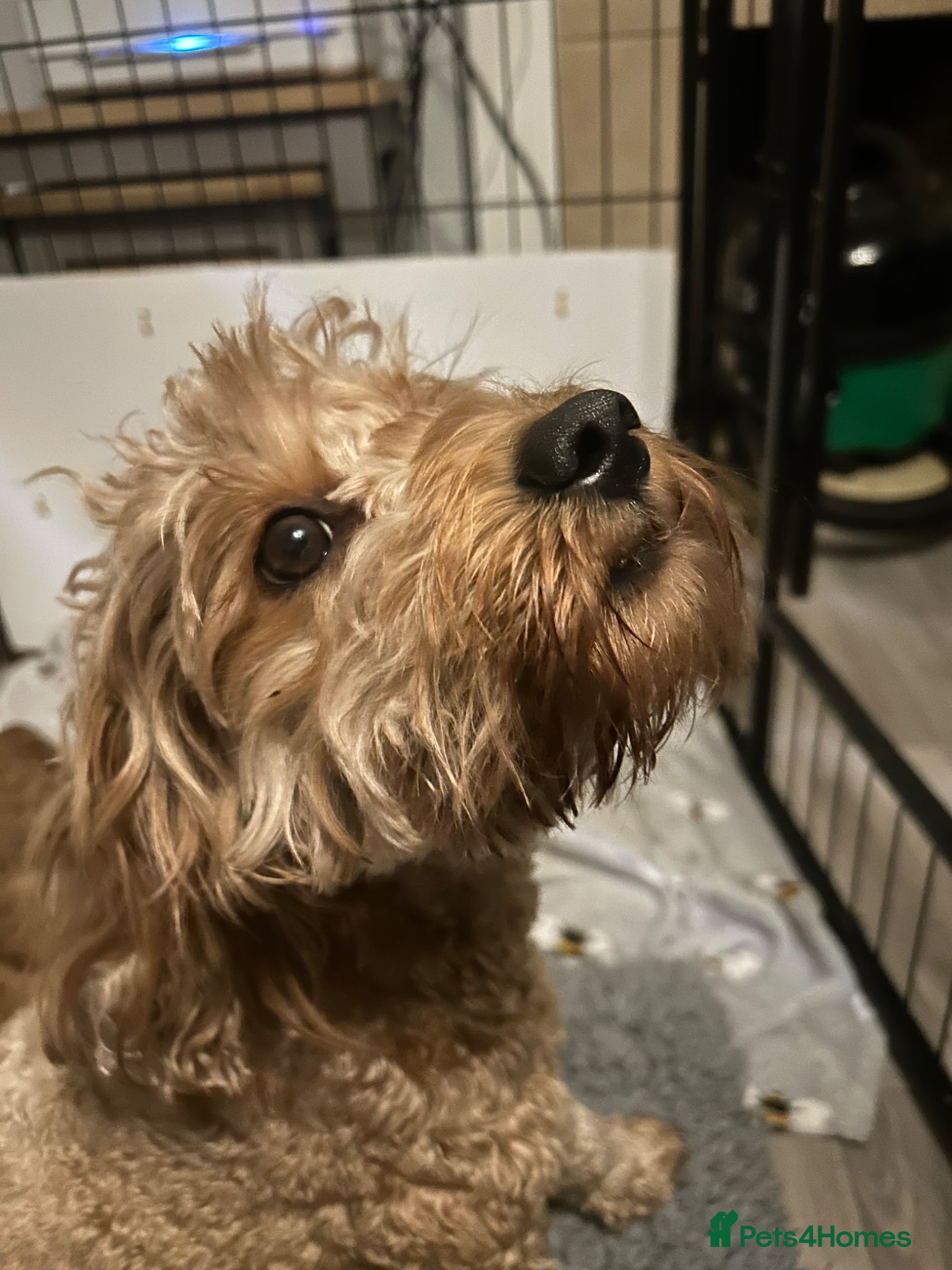 Cavapoo dogs F1b red Cavapoos 4 boys 4 girls  - Advert 1