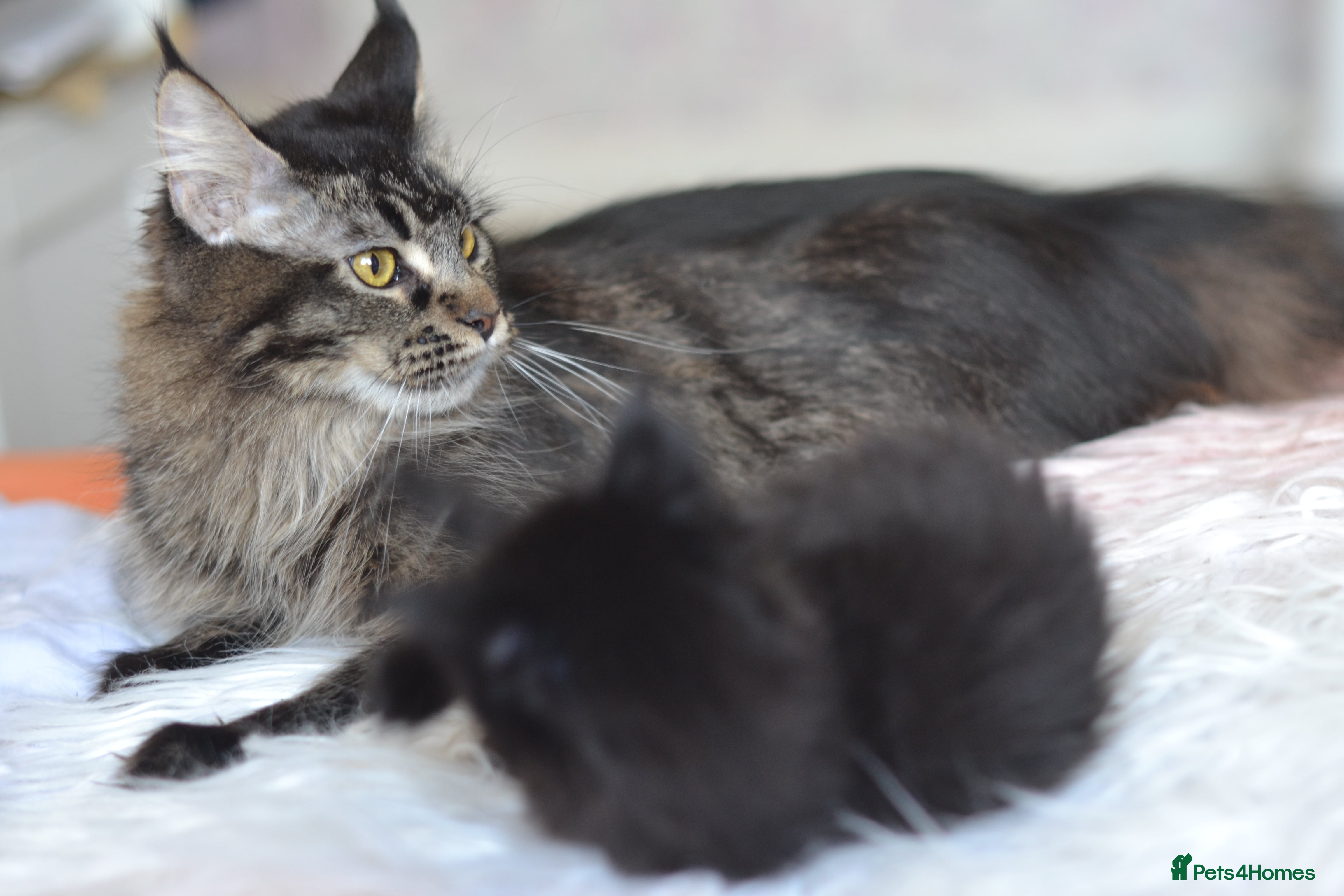 Maine Coon cats Tica registered Maine Coon boy for reservation - Advert 1