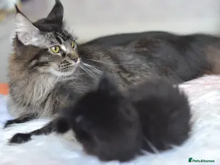 Maine Coon cats Tica registered Maine Coon boy for reservation - Advert 1