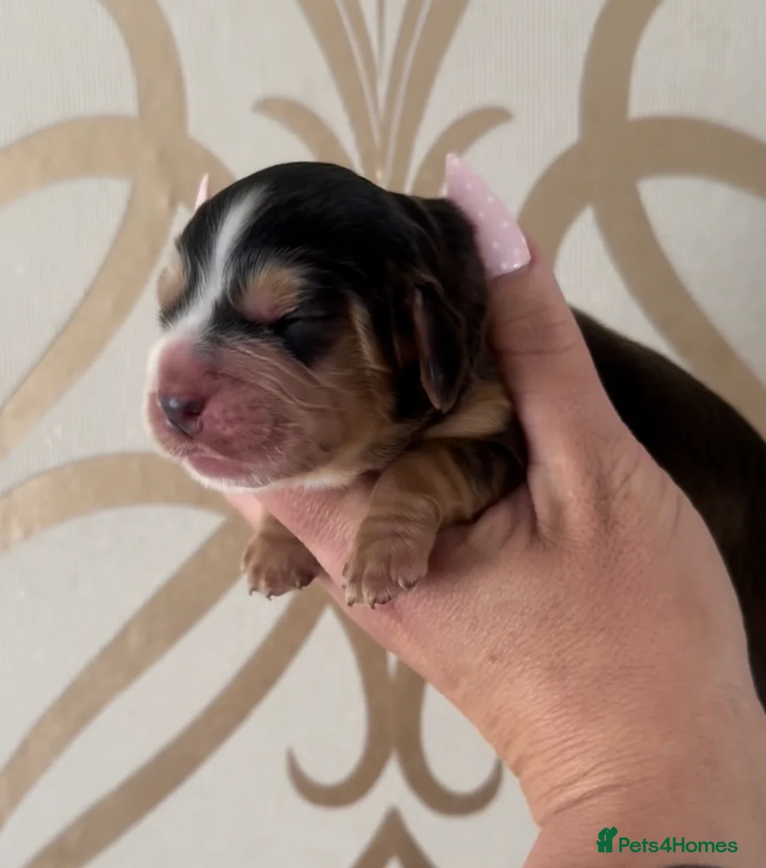 Cocker Spaniel dogs for sale: KC Show Cocker Spaniel puppy’s  - Advert 2