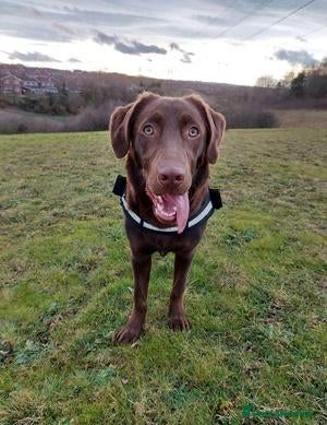 Labrador Retriever dogs for sale: Beautiful Coco Looking for a Loving New - Advert 7