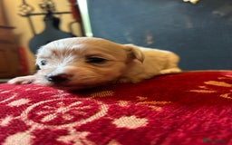 Mixed Breed dogs for sale: Gorgeous Bichon Frise x Maltese Puppies - Image 20