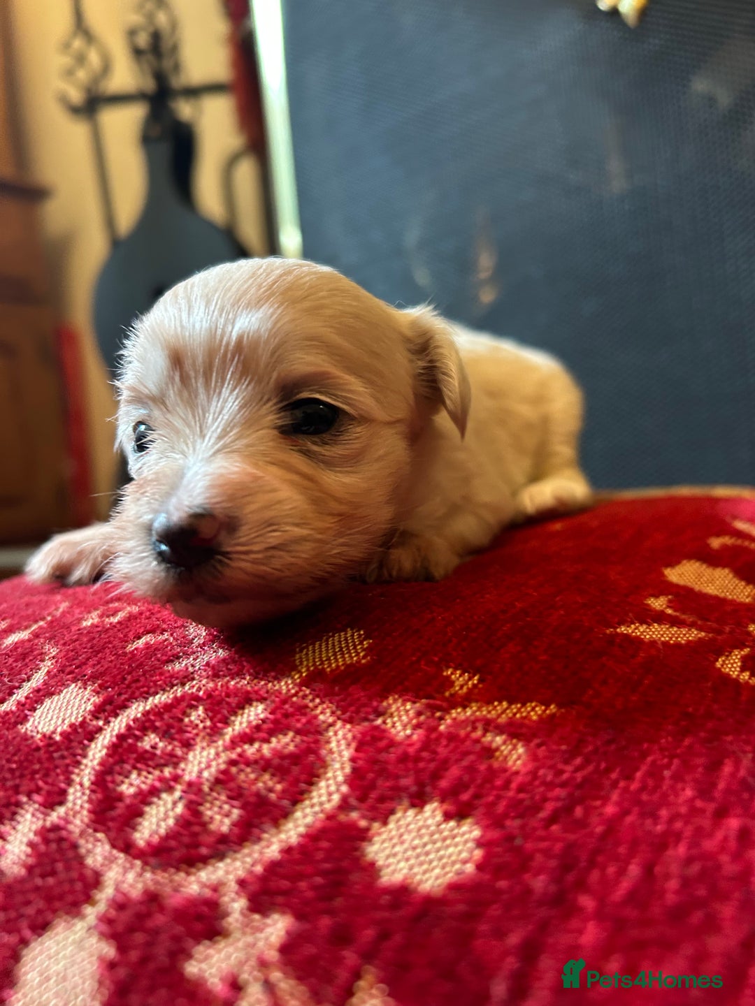 Mixed Breed dogs for sale: Gorgeous Bichon Frise x Maltese Puppies - Image 20