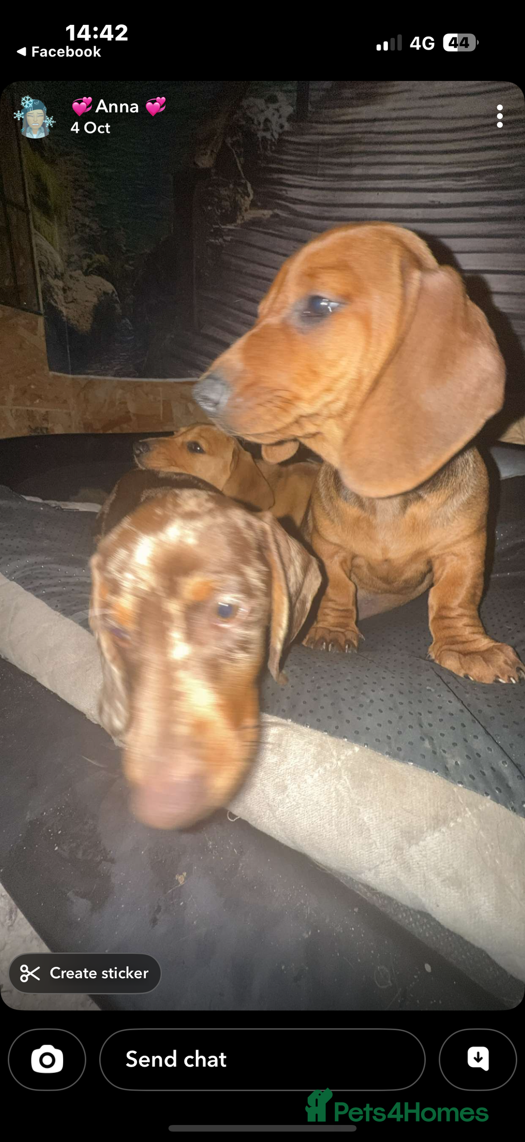 Dachshund dogs for sale: Lovely Dachshunds!  - Advert 9