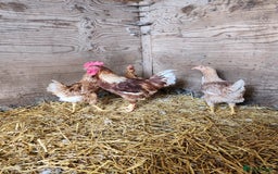 Chickens poultry for sale: Trios of pure bred chicken breeds - Image 22