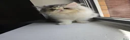 Persian cats for sale: Cute Silver Tabby PERSIAN Kitten for Sale | Loving - Advert 13