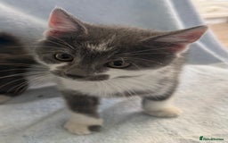Mixed Breed cats for sale: British Short Hair X Grey and Tabby kittens - Image 10