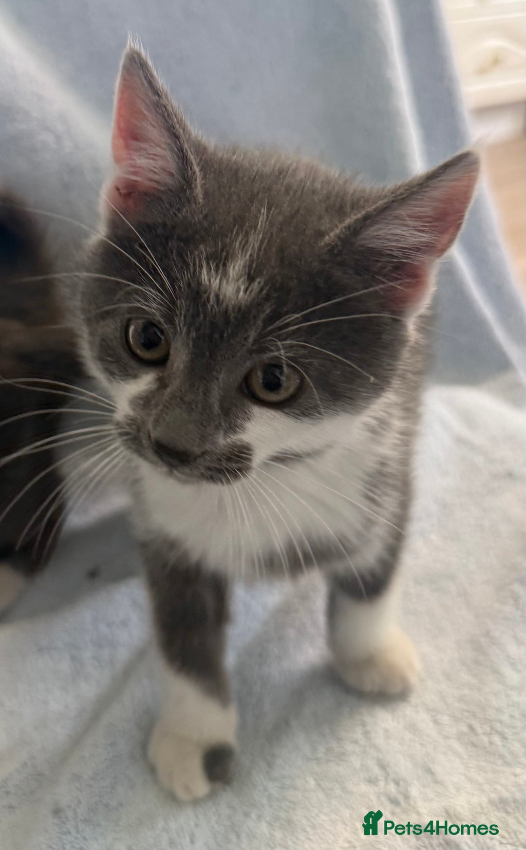 Mixed Breed cats for sale: British Short Hair X Grey and Tabby kittens - Image 10