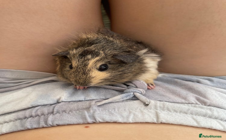 Guinea Pig rodents - Advert 3
