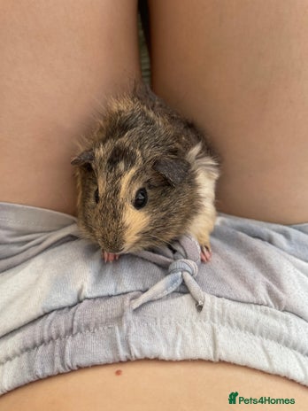 Guinea Pig rodents - Advert 1
