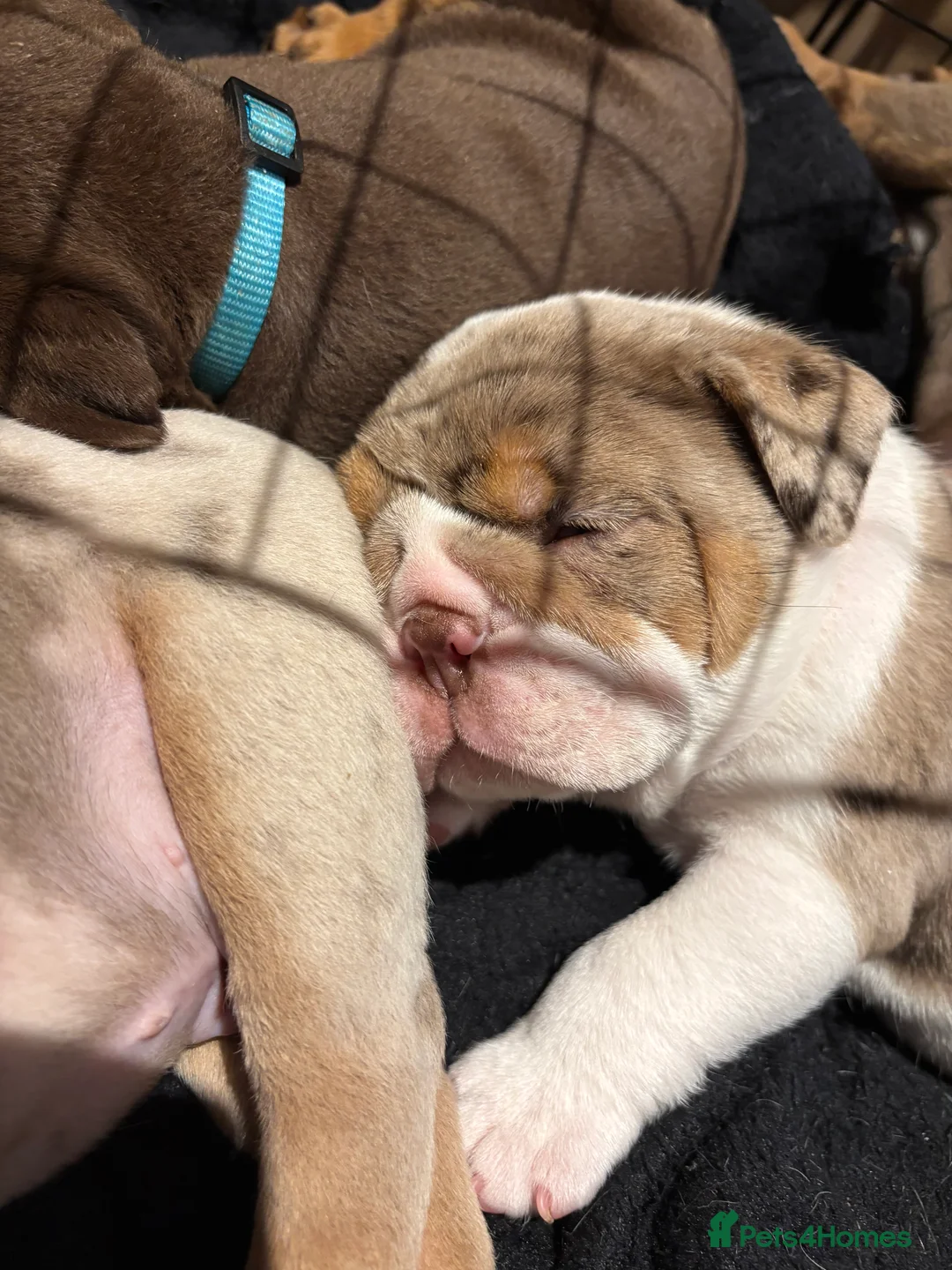 English Bulldog dogs for sale: Bulldog Puppies Champion bloodlines - Advert 21