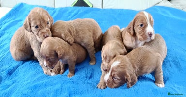 Cocker Spaniel dogs - Advert 8
