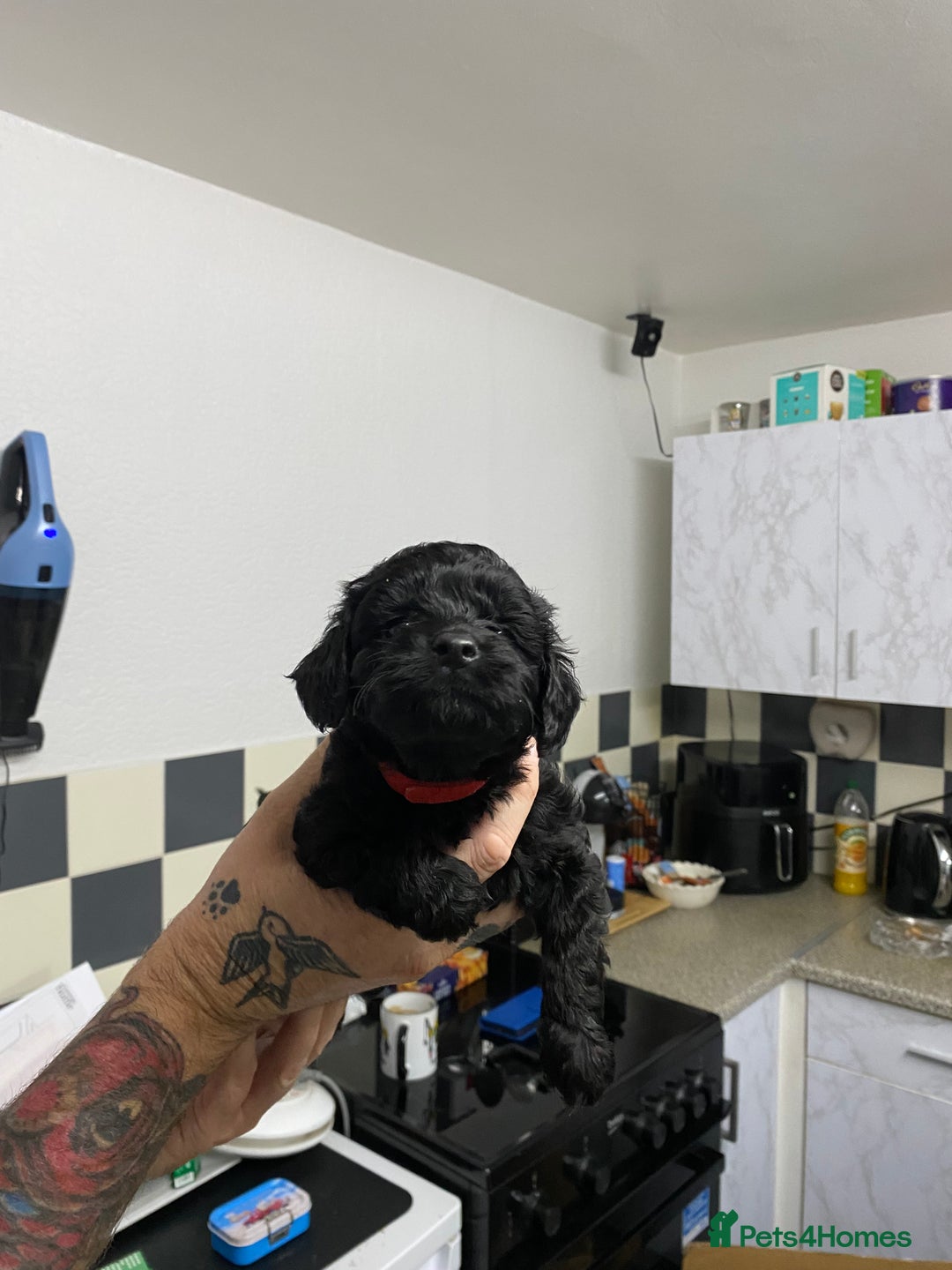 Labradoodle dogs for sale: Toy adorable Labradoodle DNA TESTED - Image 7