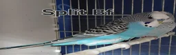 Budgerigars birds for sale: Rare Budgies - Advert 9