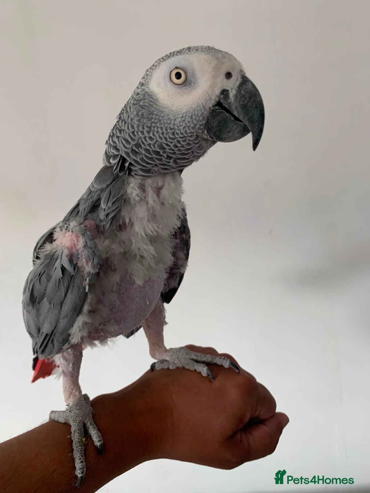 Cockatoo birds Tame and talkative African grey  - Advert 22
