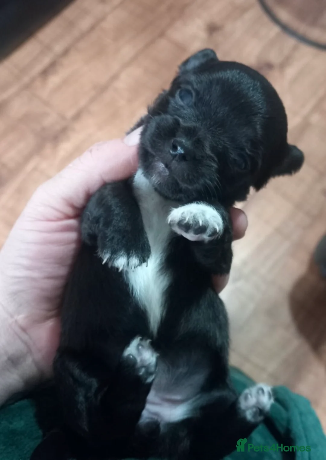 Chihuahua dogs for stud: Chico Chihuahua Russian Lines Champion Pedigree in Chester - Advert 19