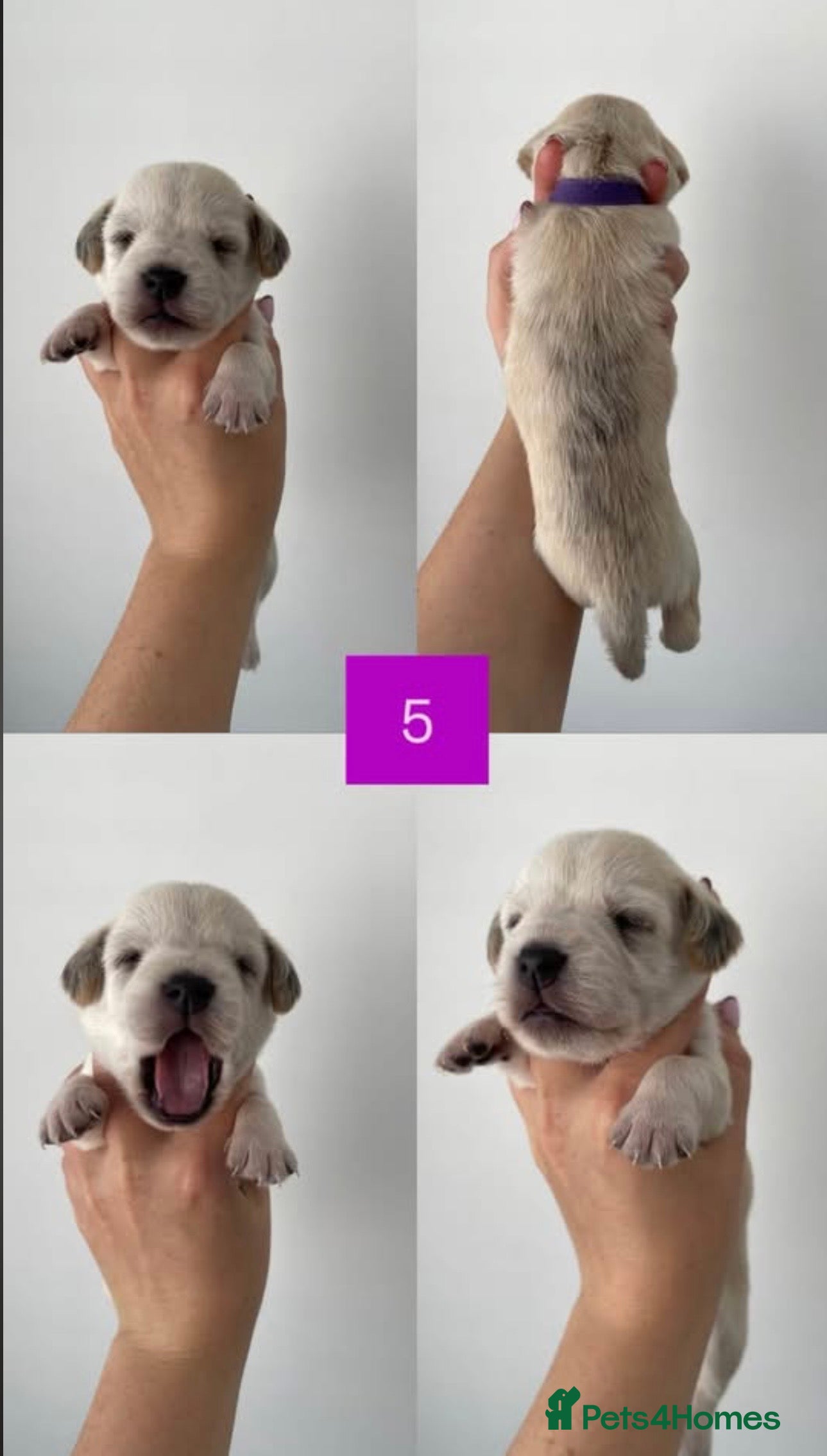 Mixed Breed dogs Westie X Cocker Spaniel - Advert 6