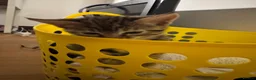 Domestic Shorthair cats for sale: Very cute kitty that likes…. Laundry baskets😝 in Harrow - Advert 9
