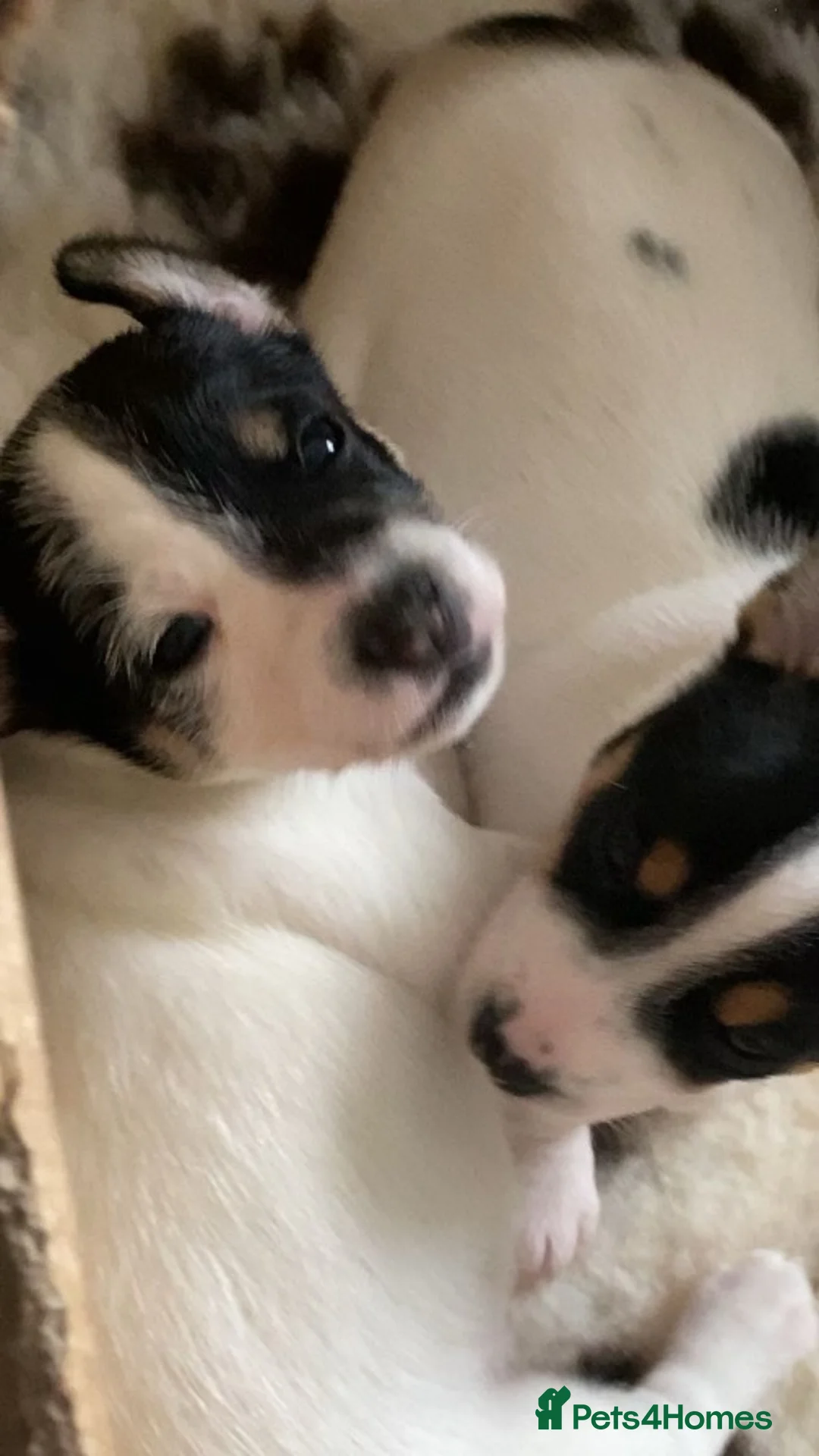 Jack Chi dogs for sale: Adorable Jack Chi puppies  - Advert 4