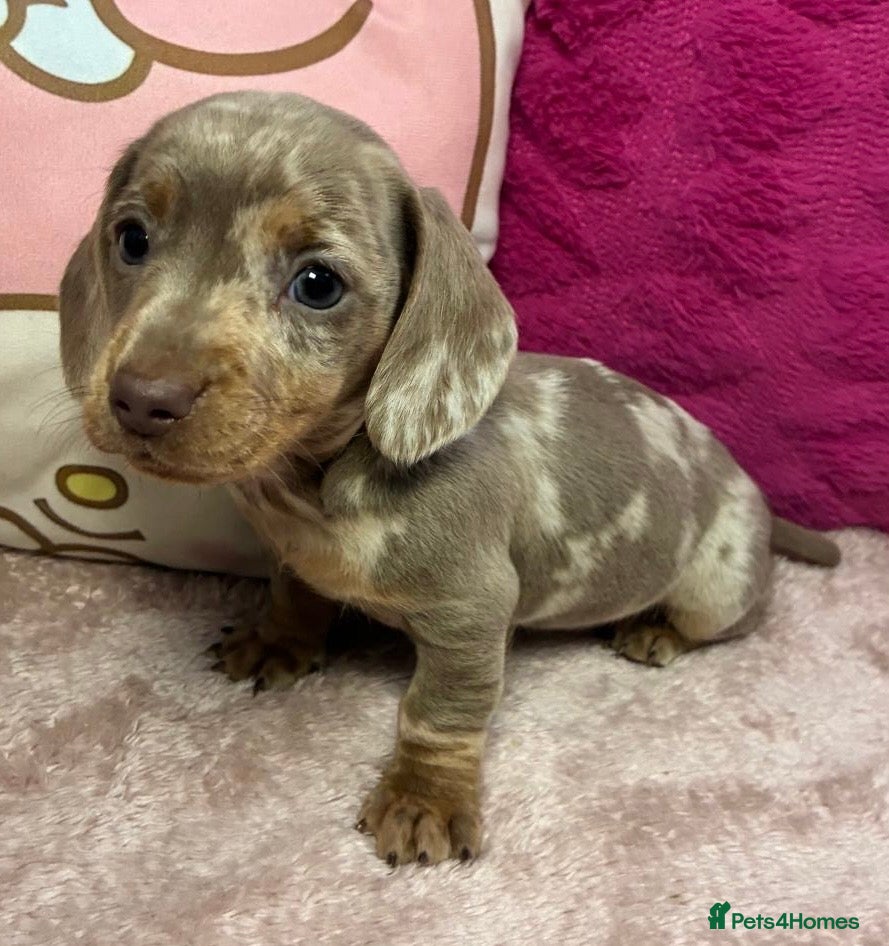 Miniature Dachshund dogs Kc dapple babies ready  **  weekend  - Advert 1