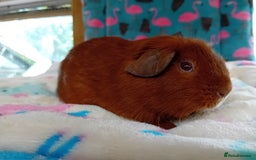 Guinea Pig rodents for sale: Baby Boars Different Breeds Available  - Image 5