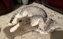 British Shorthair cats for sale: Gorgeous British Shorthair/Scottish Fold kittens - Advert 7