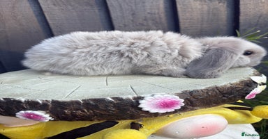 Mini Lion Lop rabbits - Advert 9