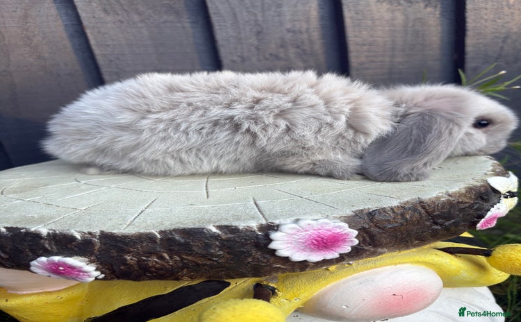Mini Lion Lop rabbits - Advert 16