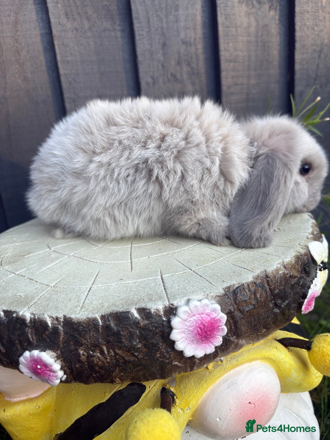 Mini Lion Lop rabbits for sale: mini lion lops ready now  - Image 1