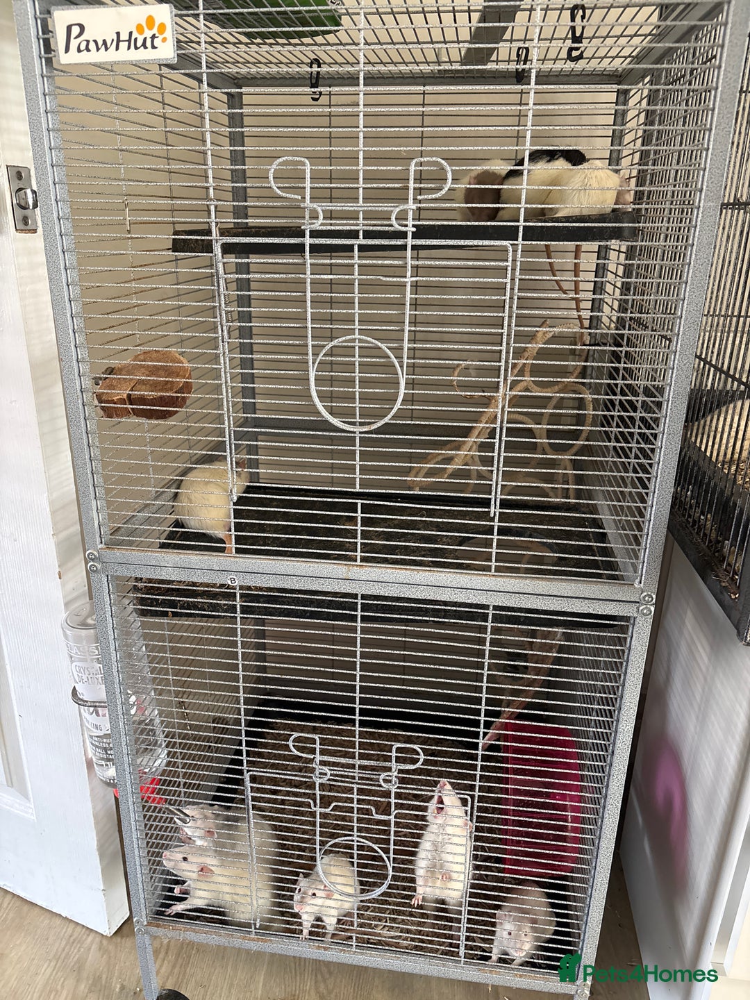 Rat rodents for sale: Rats for rehoming  - Advert 2