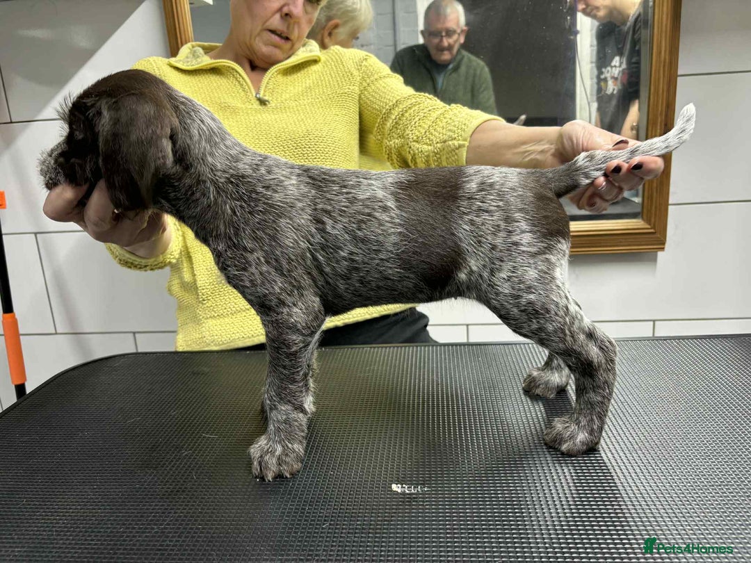 German Wirehaired Pointer dogs for sale: Stunning litter of German Wirehaired Pointers  - Advert 24