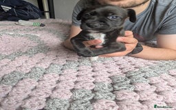 Mixed Breed dogs for sale: Beautiful splaffie pups - Image 1