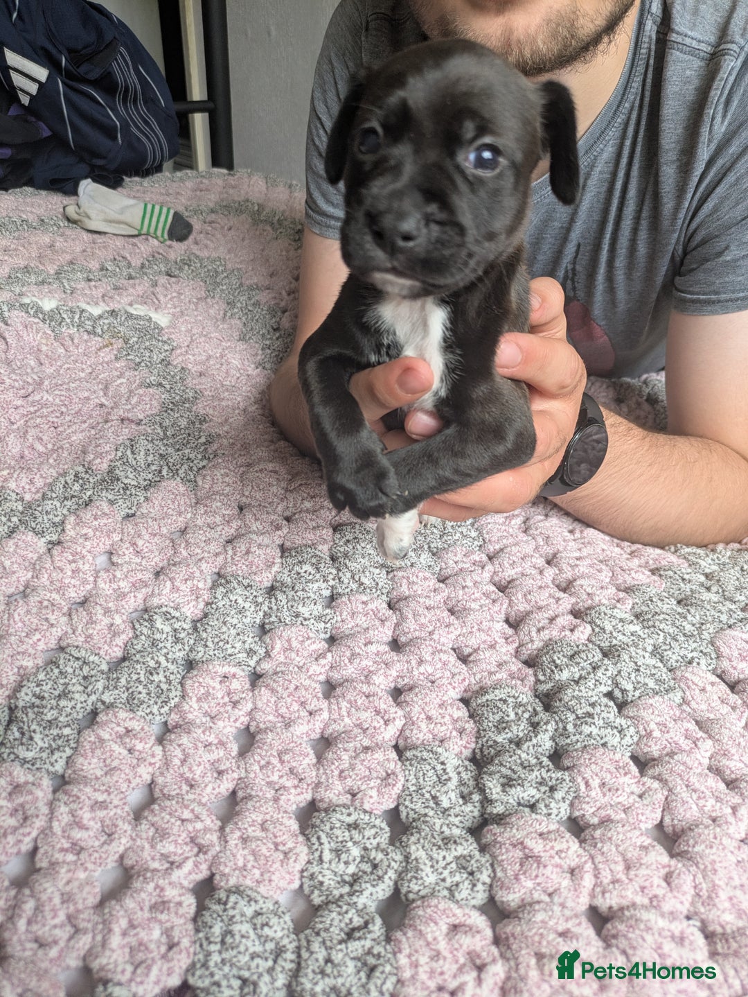 Mixed Breed dogs for sale: Beautiful splaffie pups - Image 1