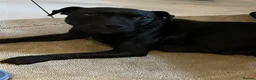 Staffordshire Bull Terrier dogs for sale: Kc Staffordshire bull terrier  - Advert 3