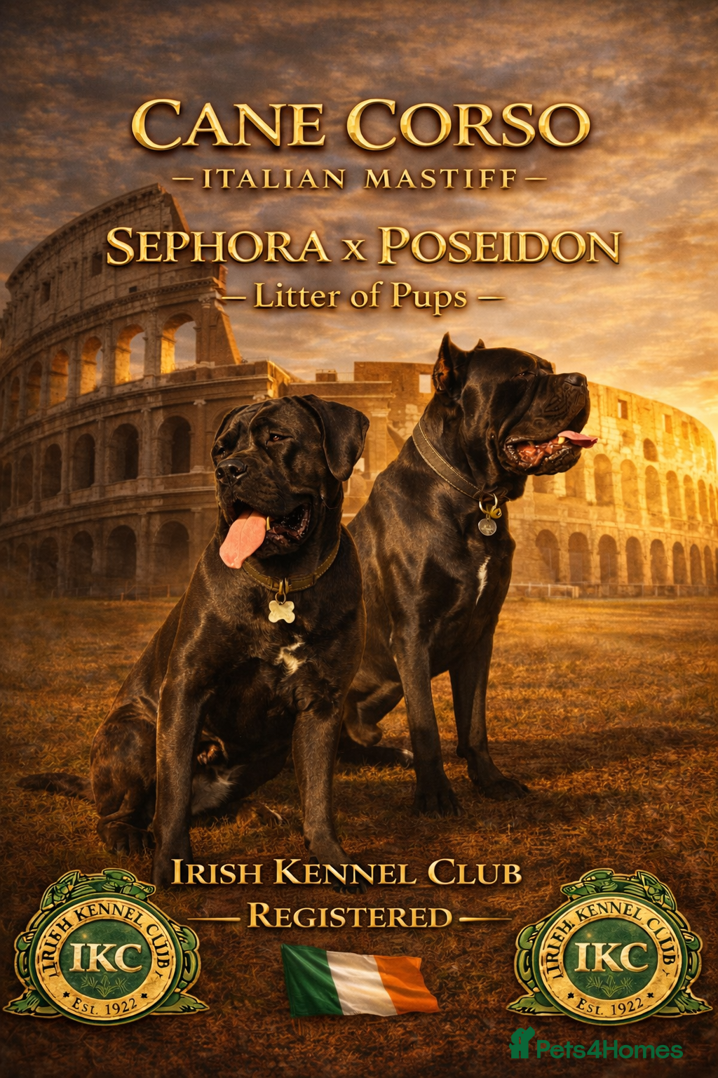 Cane Corso dogs Cane Corso Puppies - Irish Kennel Club Registered  - Advert 15